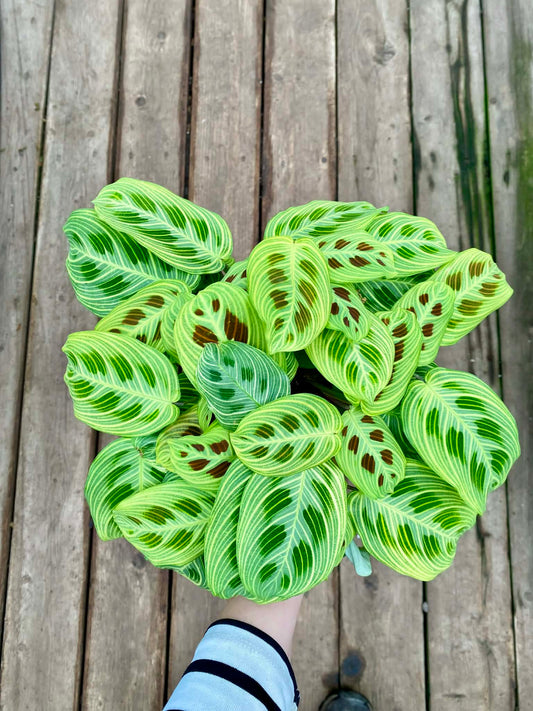 Maranta Gold Lines