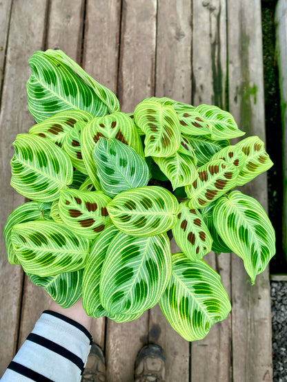 Maranta Gold Lines