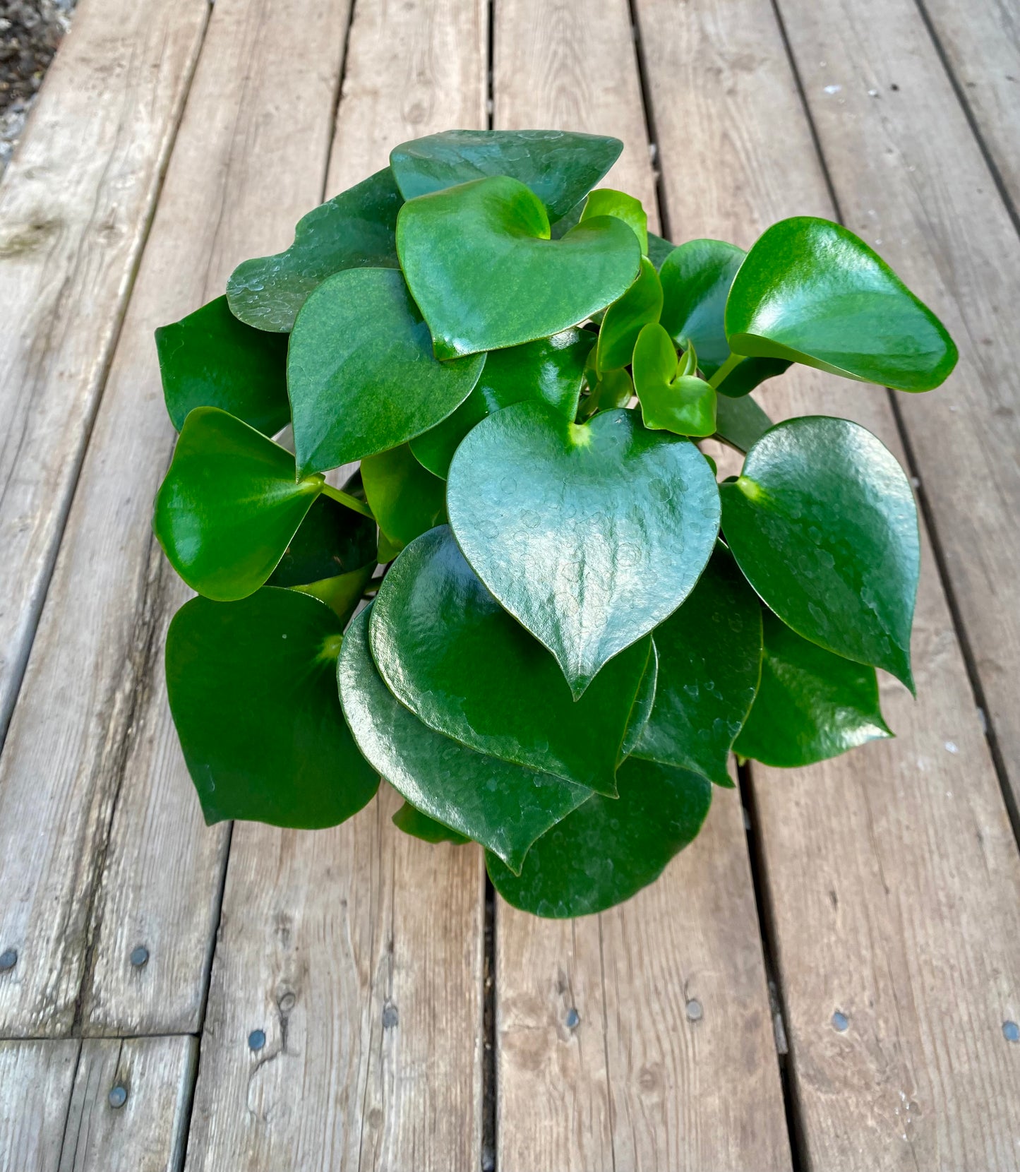 Peperomia Raindrop (Peperomia polybotrya),