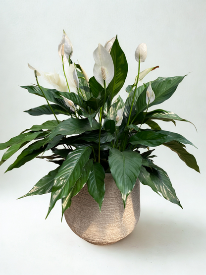Spatiphyllum – Fleur de lune élégante et purificatrice d’air